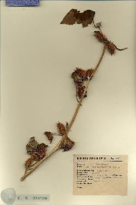 URN_catalog_HBHinton_herbarium_5501.jpg.jpg