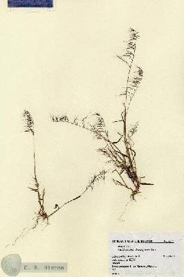URN_catalog_HBHinton_herbarium_5277.jpg.jpg