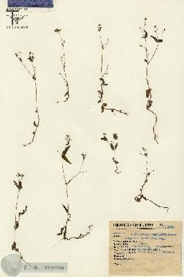 URN_catalog_HBHinton_herbarium_5289.jpg.jpg