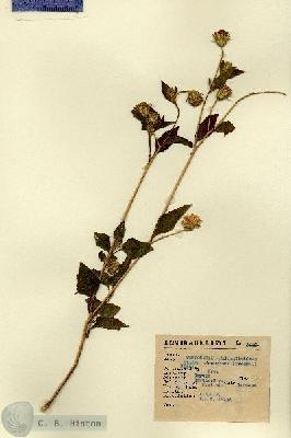 URN_catalog_HBHinton_herbarium_5538.jpg.jpg