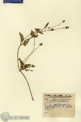 URN_catalog_HBHinton_herbarium_5645.jpg.jpg