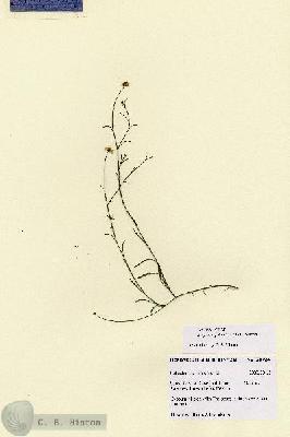 URN_catalog_HBHinton_herbarium_28724.jpg.jpg