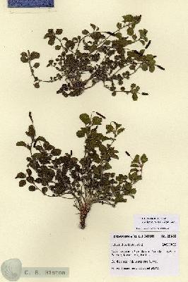 URN_catalog_HBHinton_herbarium_28689.jpg.jpg