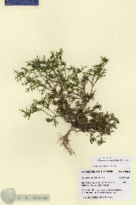 URN_catalog_HBHinton_herbarium_28692.jpg.jpg