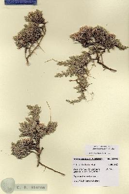URN_catalog_HBHinton_herbarium_28748.jpg.jpg