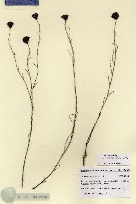 URN_catalog_HBHinton_herbarium_28698.jpg.jpg