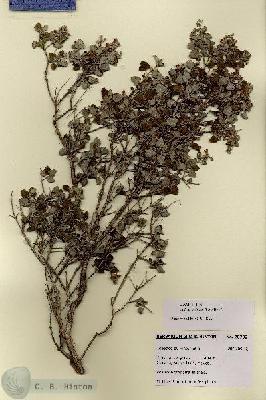 URN_catalog_HBHinton_herbarium_28702.jpg.jpg