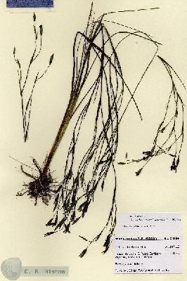 URN_catalog_HBHinton_herbarium_28704.jpg.jpg
