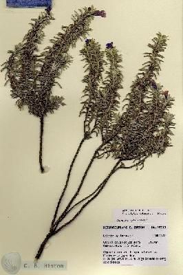 URN_catalog_HBHinton_herbarium_28749.jpg.jpg