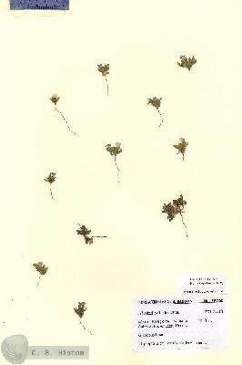 URN_catalog_HBHinton_herbarium_28730.jpg.jpg