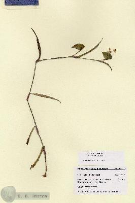 URN_catalog_HBHinton_herbarium_28713.jpg.jpg