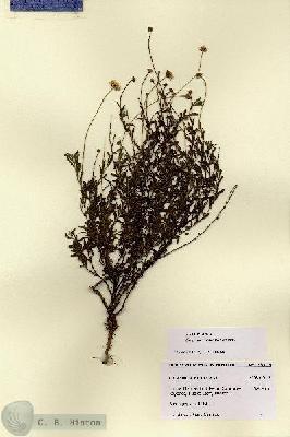 URN_catalog_HBHinton_herbarium_28715.jpg.jpg