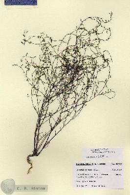 URN_catalog_HBHinton_herbarium_28717.jpg.jpg