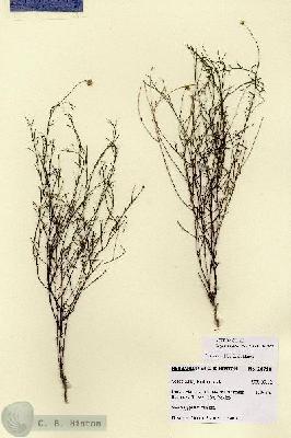 URN_catalog_HBHinton_herbarium_28718.jpg.jpg