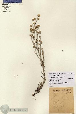 URN_catalog_HBHinton_herbarium_2872.jpg.jpg