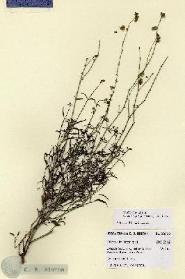 URN_catalog_HBHinton_herbarium_28720.jpg.jpg
