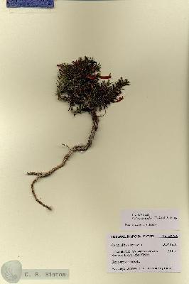 URN_catalog_HBHinton_herbarium_28721.jpg.jpg