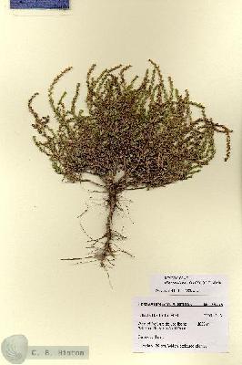 URN_catalog_HBHinton_herbarium_28733.jpg.jpg