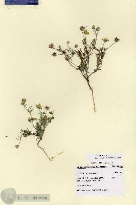 URN_catalog_HBHinton_herbarium_28750.jpg.jpg
