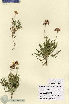 URN_catalog_HBHinton_herbarium_28737.jpg.jpg