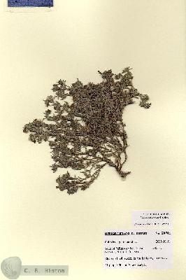 URN_catalog_HBHinton_herbarium_28741.jpg.jpg