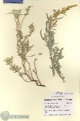 URN_catalog_HBHinton_herbarium_28753.jpg.jpg
