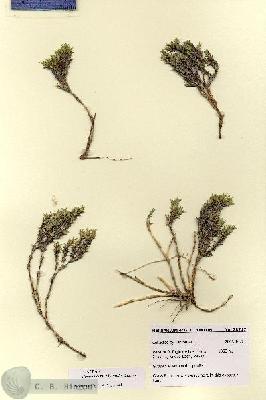 URN_catalog_HBHinton_herbarium_28747.jpg.jpg