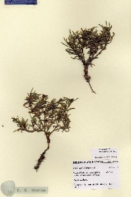 URN_catalog_HBHinton_herbarium_28754.jpg.jpg