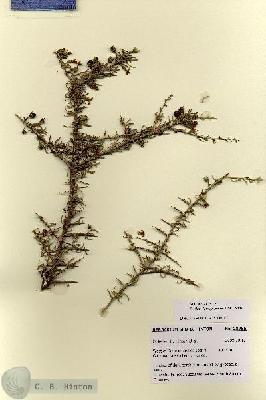 URN_catalog_HBHinton_herbarium_28755.jpg.jpg