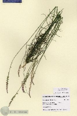 URN_catalog_HBHinton_herbarium_28776.jpg.jpg