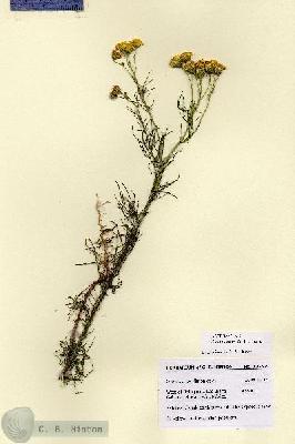 URN_catalog_HBHinton_herbarium_28757.jpg.jpg