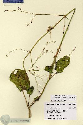 URN_catalog_HBHinton_herbarium_28767.jpg.jpg