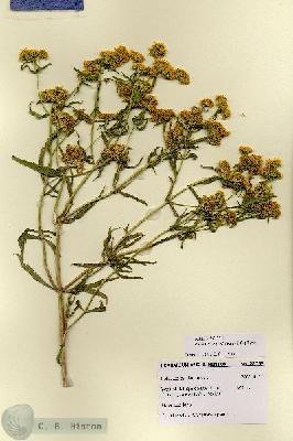 URN_catalog_HBHinton_herbarium_28759.jpg.jpg