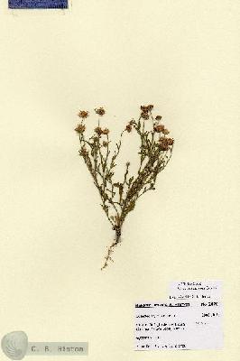 URN_catalog_HBHinton_herbarium_28761.jpg.jpg
