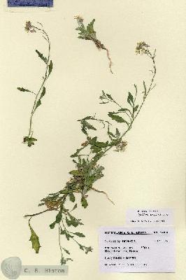 URN_catalog_HBHinton_herbarium_28768.jpg.jpg