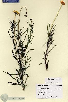URN_catalog_HBHinton_herbarium_28773.jpg.jpg