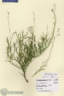URN_catalog_HBHinton_herbarium_28774.jpg.jpg