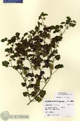 URN_catalog_HBHinton_herbarium_28781.jpg.jpg