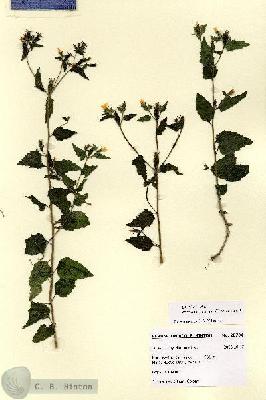 URN_catalog_HBHinton_herbarium_28784.jpg.jpg