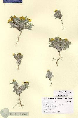 URN_catalog_HBHinton_herbarium_28785.jpg.jpg