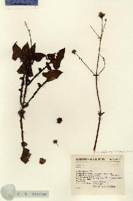 URN_catalog_HBHinton_herbarium_14761.jpg.jpg