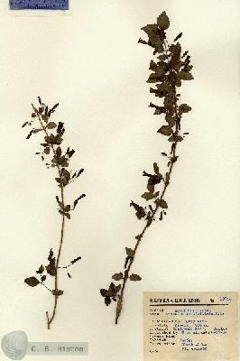URN_catalog_HBHinton_herbarium_13845.jpg.jpg
