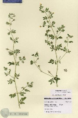 URN_catalog_HBHinton_herbarium_28790.jpg.jpg