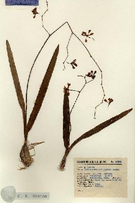 URN_catalog_HBHinton_herbarium_13851.jpg.jpg