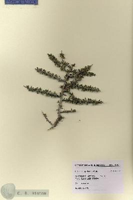 URN_catalog_HBHinton_herbarium_28791.jpg.jpg