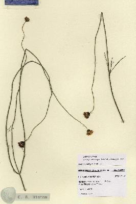 URN_catalog_HBHinton_herbarium_28792.jpg.jpg
