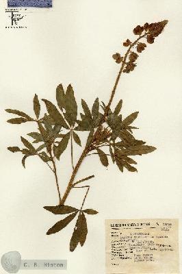 URN_catalog_HBHinton_herbarium_15599.jpg.jpg
