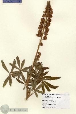 URN_catalog_HBHinton_herbarium_14786.jpg.jpg