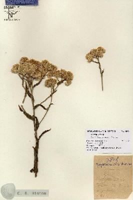 URN_catalog_HBHinton_herbarium_2894.jpg.jpg
