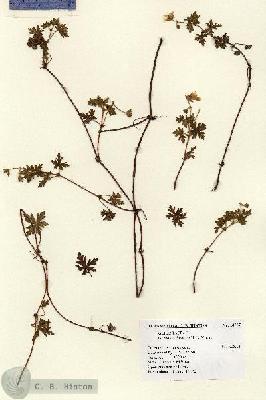 URN_catalog_HBHinton_herbarium_14787.jpg.jpg